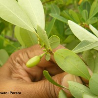 Erythroxylum monogynum Roxb.